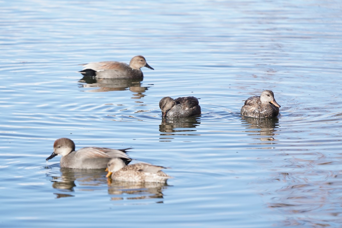 Gadwall - ML646530141