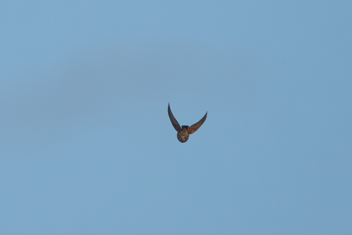 Redwing - ML646530142