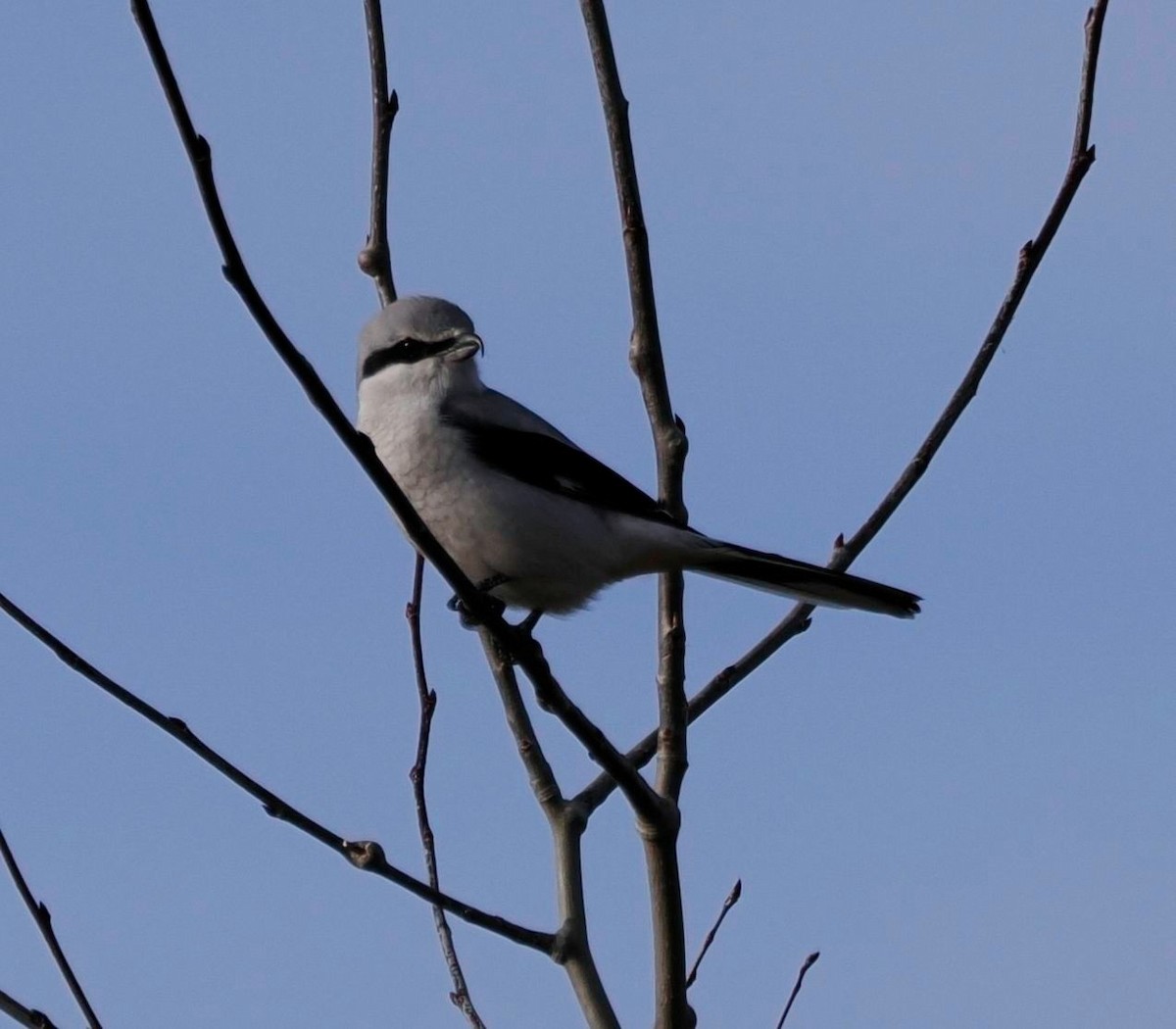 ťuhýk severní - ML646530146