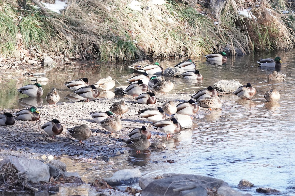 Mallard - ML646530153