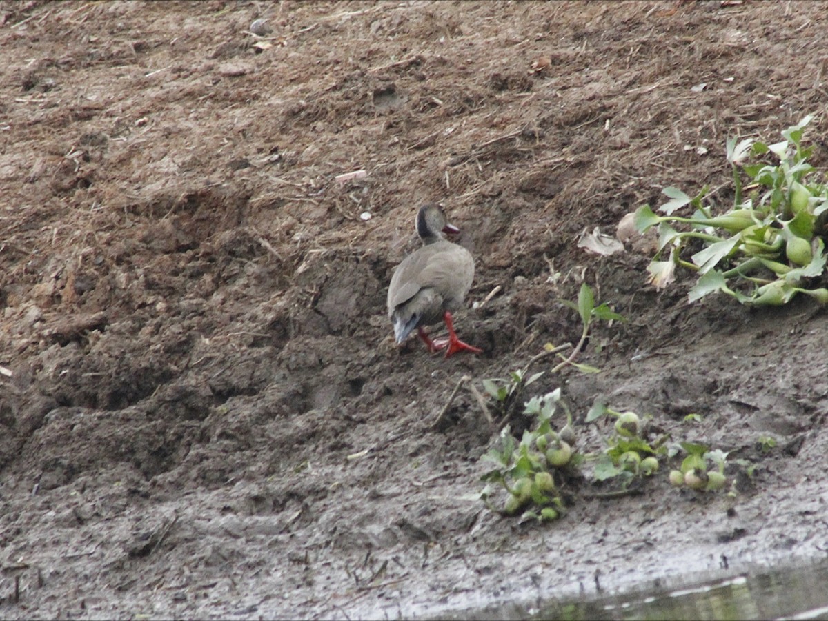 Brazilian Teal - ML646530154