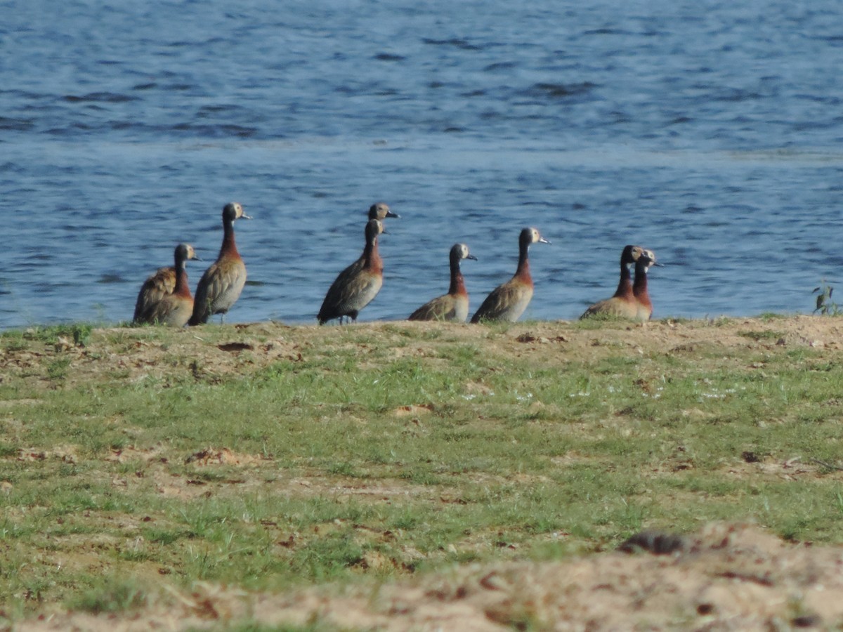 White-faced Whistling-Duck - ML646530156