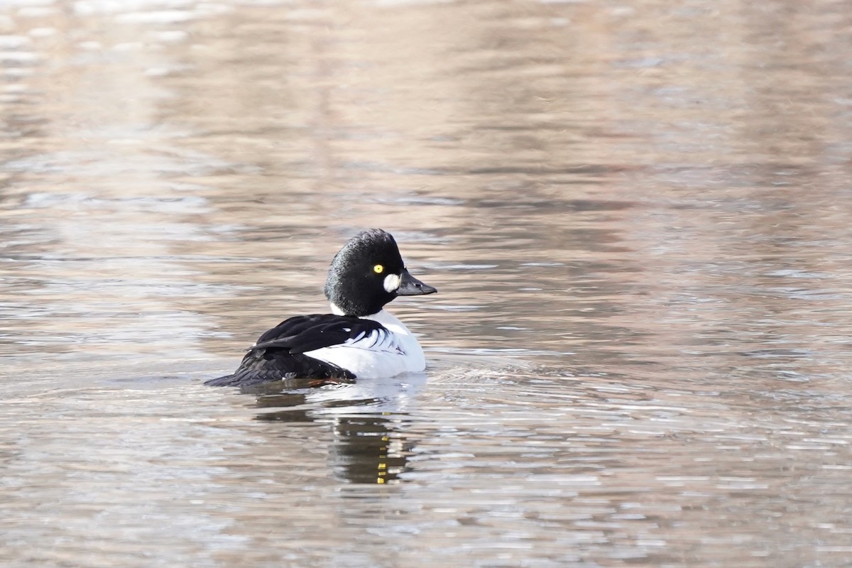 Common Goldeneye - ML646530158