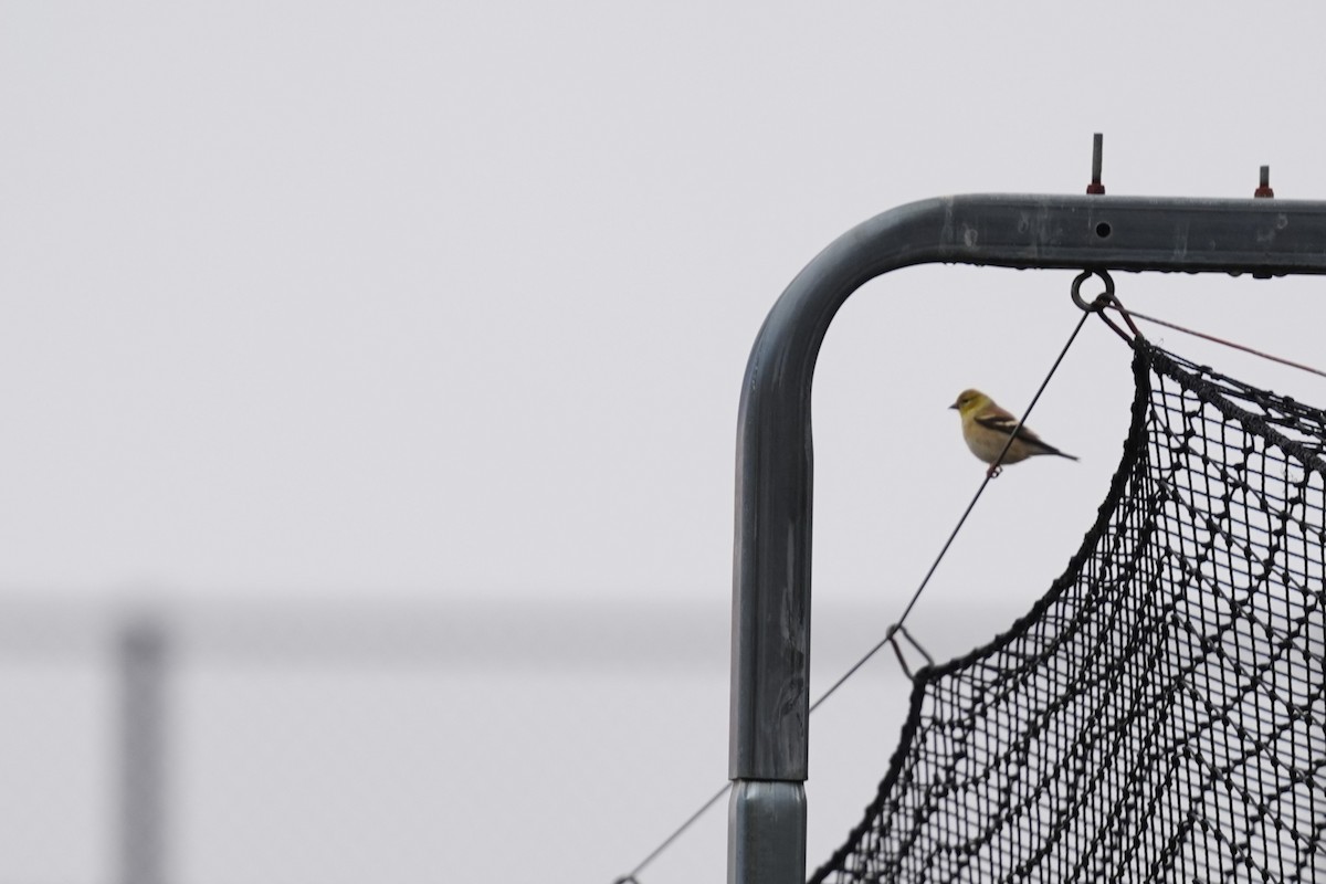 American Goldfinch - ML646530159