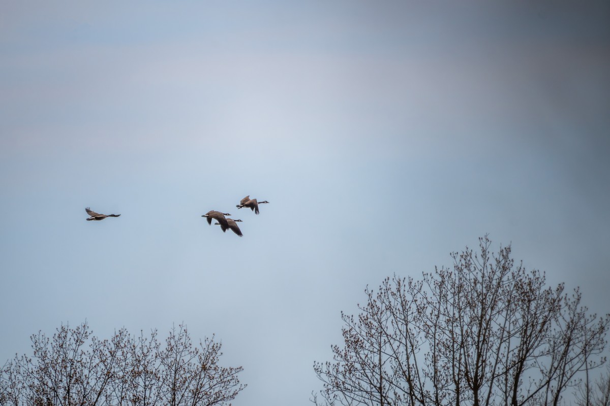 Canada Goose - ML646530165