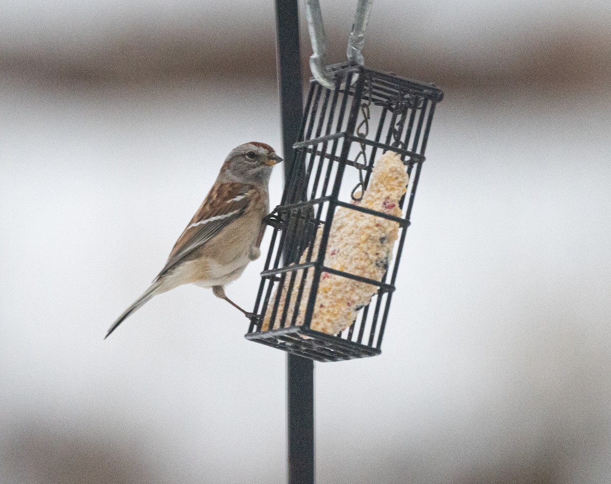 American Tree Sparrow - ML646530166