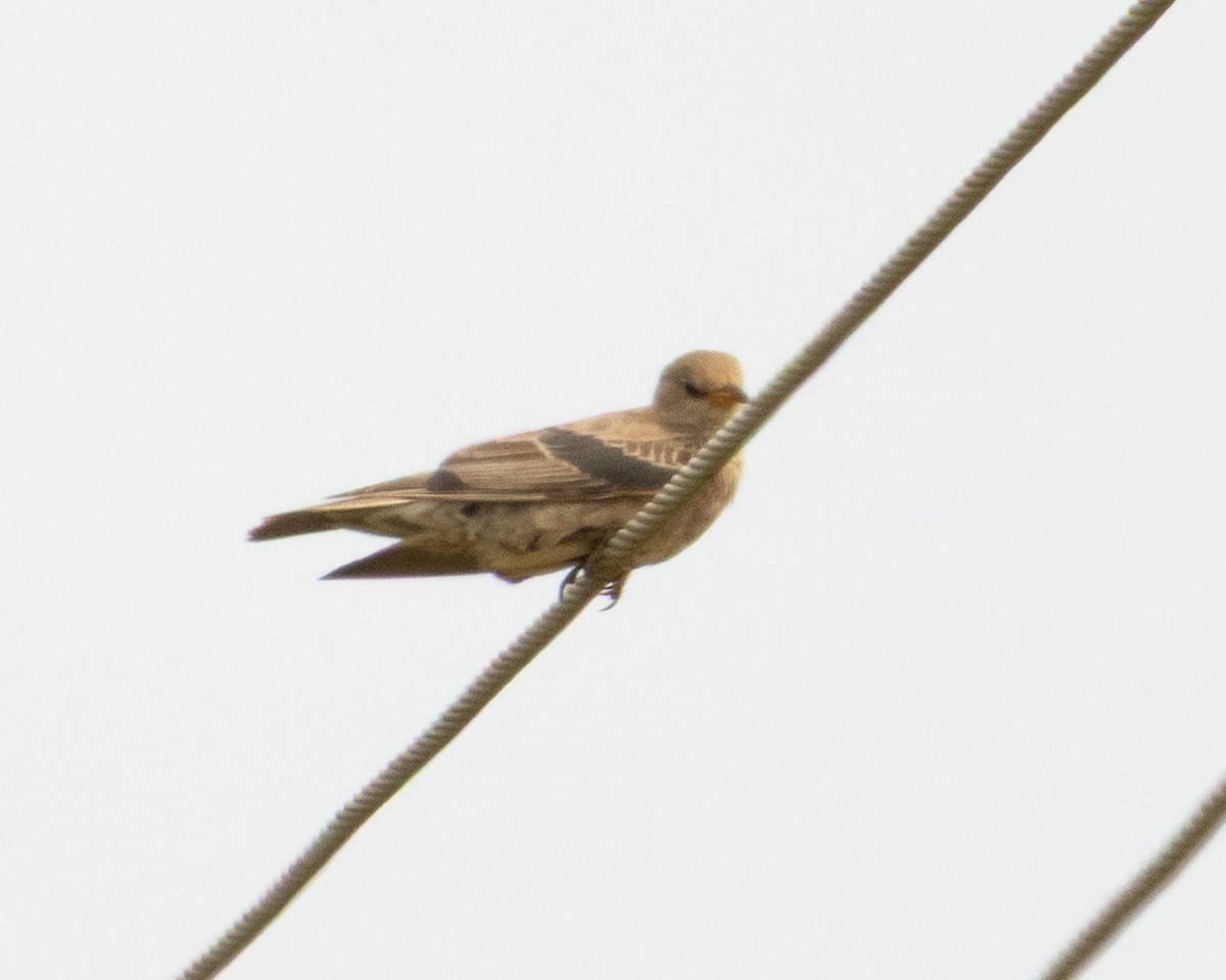 Rosy Starling - ML646530167