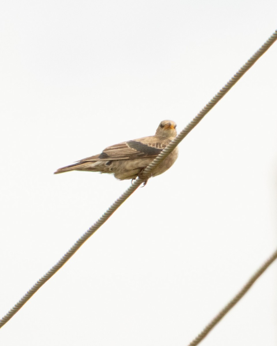 Rosy Starling - ML646530168