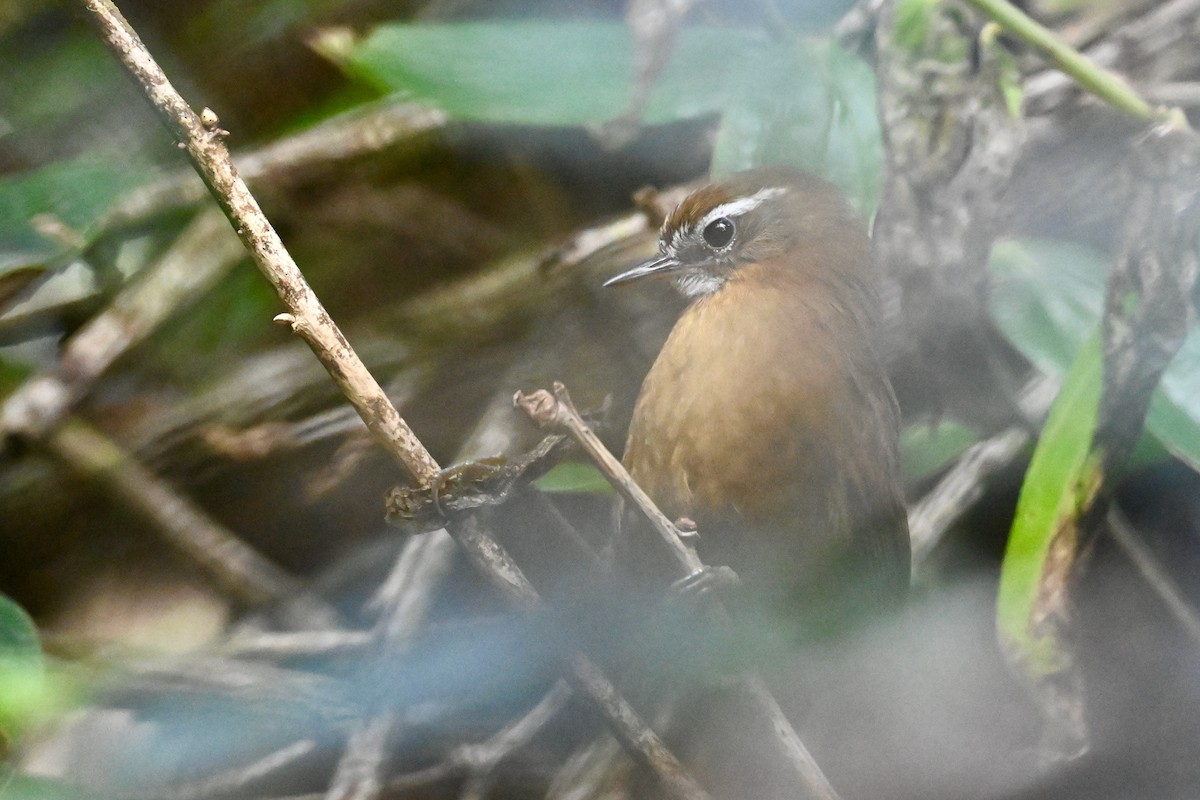 White-browed Spinetail - ML646530172