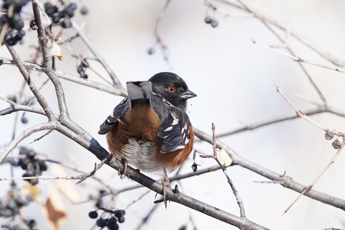 Spotted Towhee - ML646530175