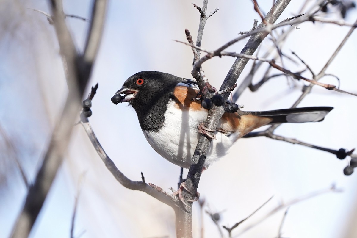 Spotted Towhee - ML646530176