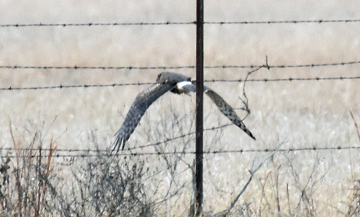 Hudsonweihe - ML646530177