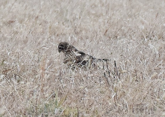 Hudsonweihe - ML646530178