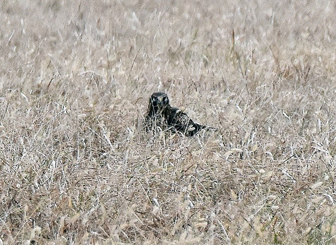 Hudsonweihe - ML646530179