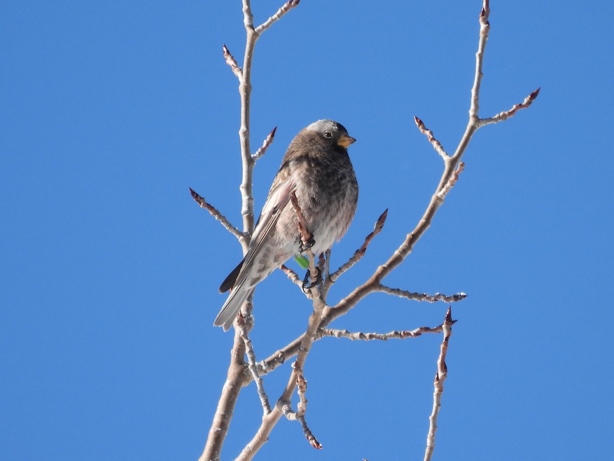 Black Rosy-Finch - ML646530180
