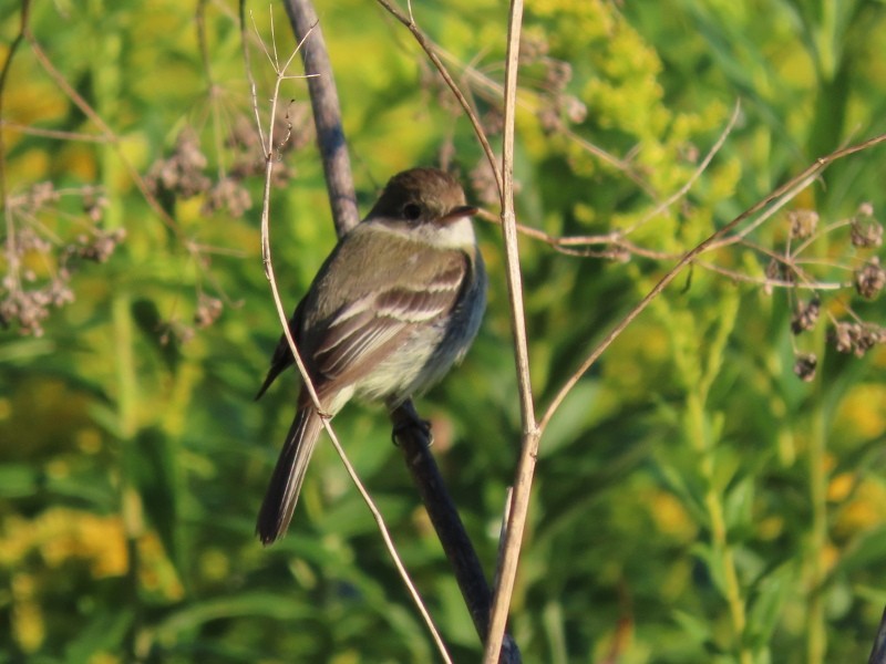Least Flycatcher - ML646530181