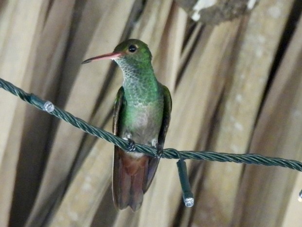 Rufous-tailed Hummingbird - ML646530183