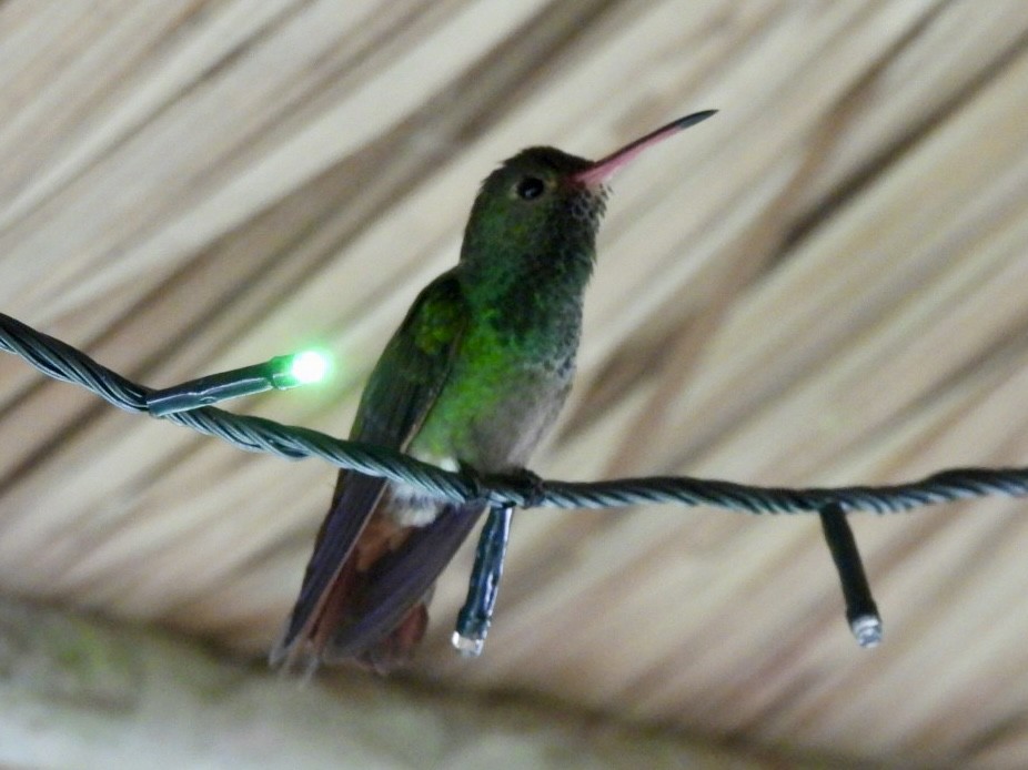 Rufous-tailed Hummingbird - ML646530184