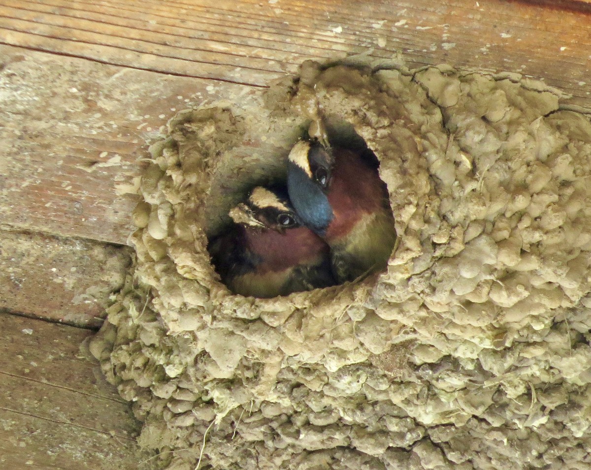 Cliff Swallow - ML646530185