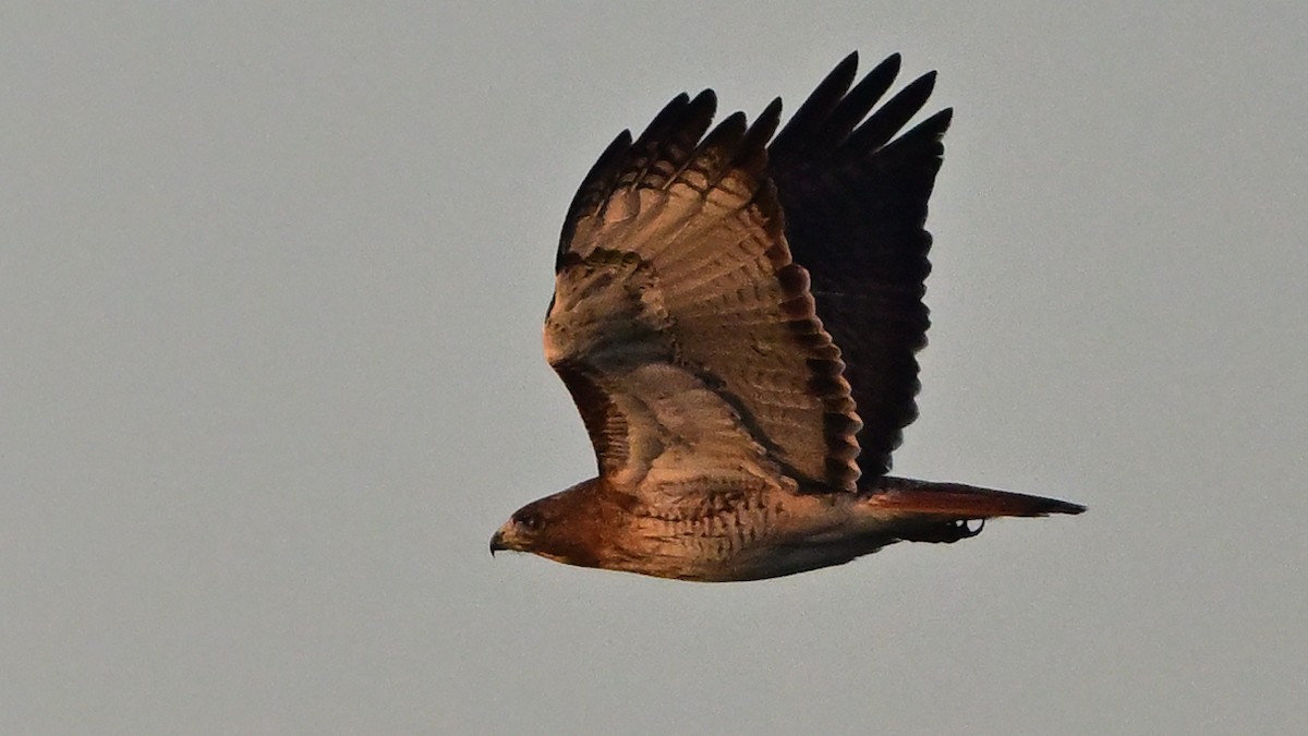 Poiana codarossa - ML646530186