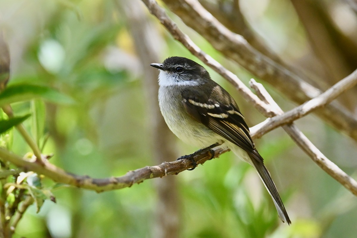 White-throated Tyrannulet - ML646530188