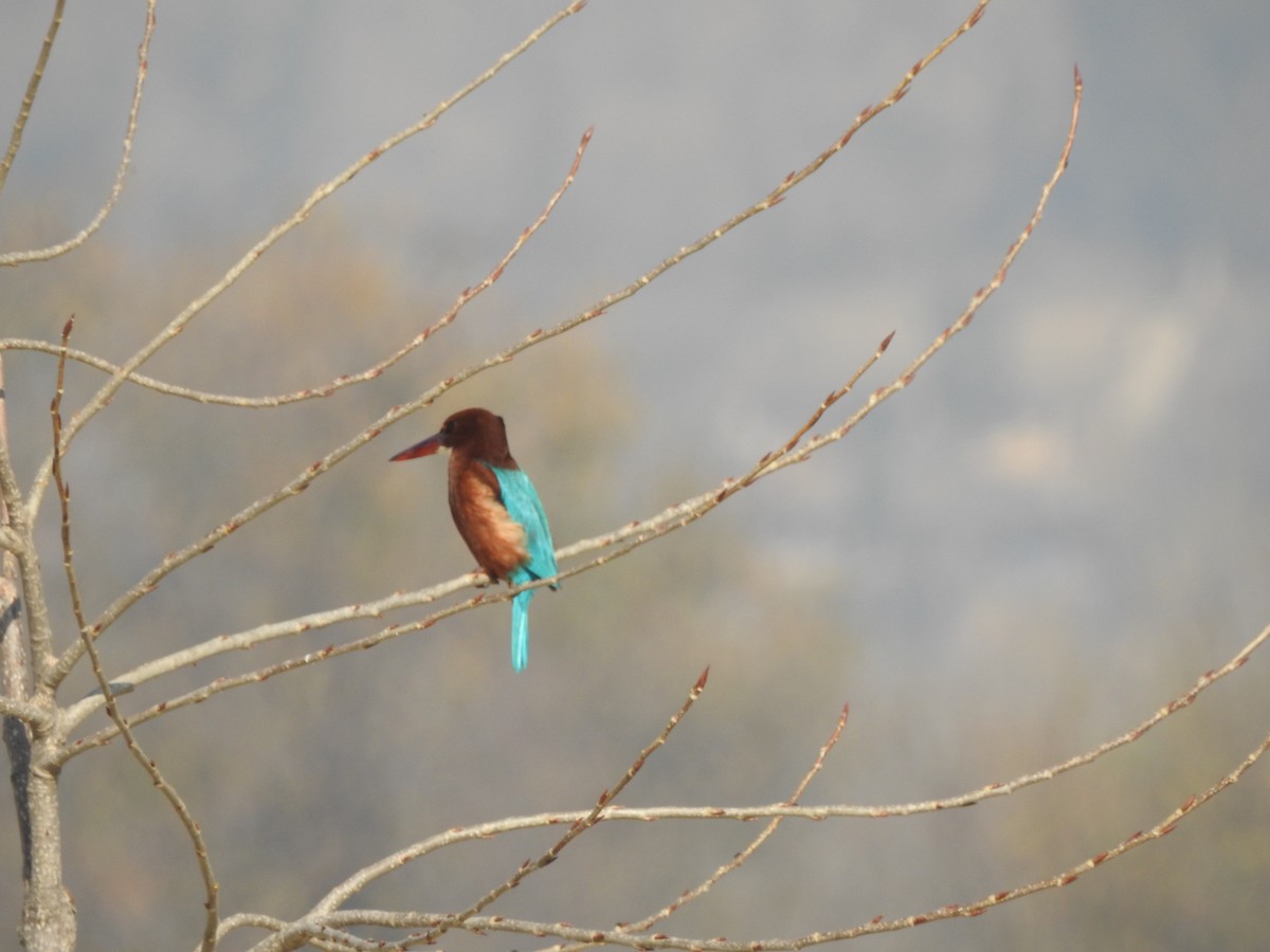 White-throated Kingfisher - ML646530190