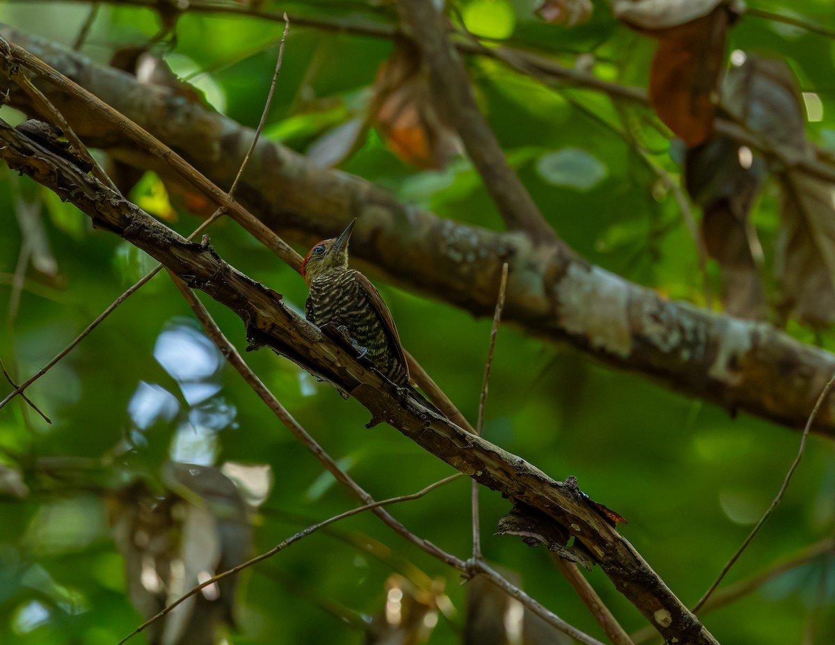 Blutflügelspecht - ML646530191