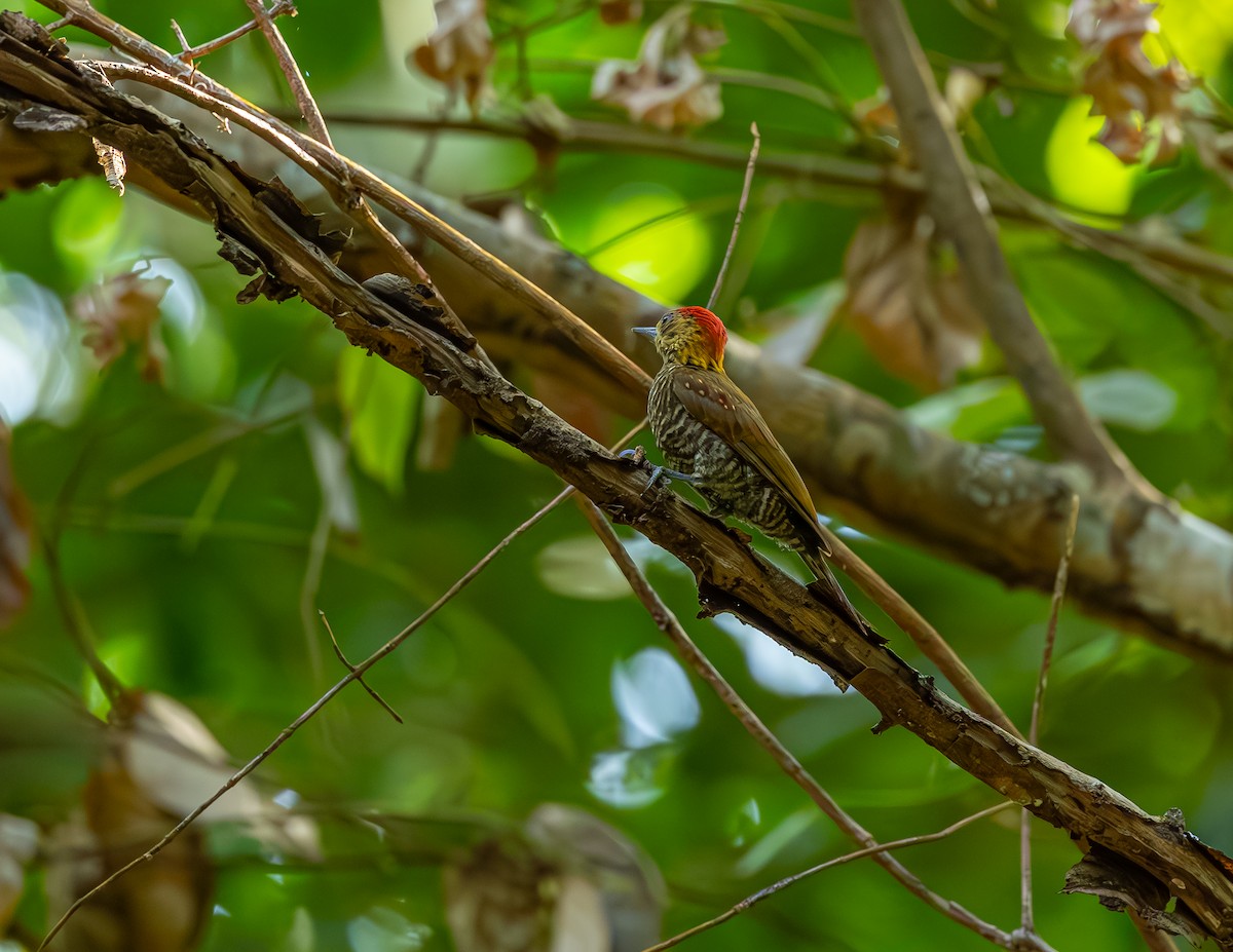 Blutflügelspecht - ML646530192