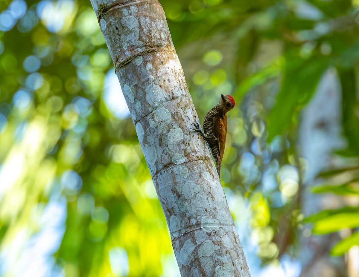 Blutflügelspecht - ML646530194