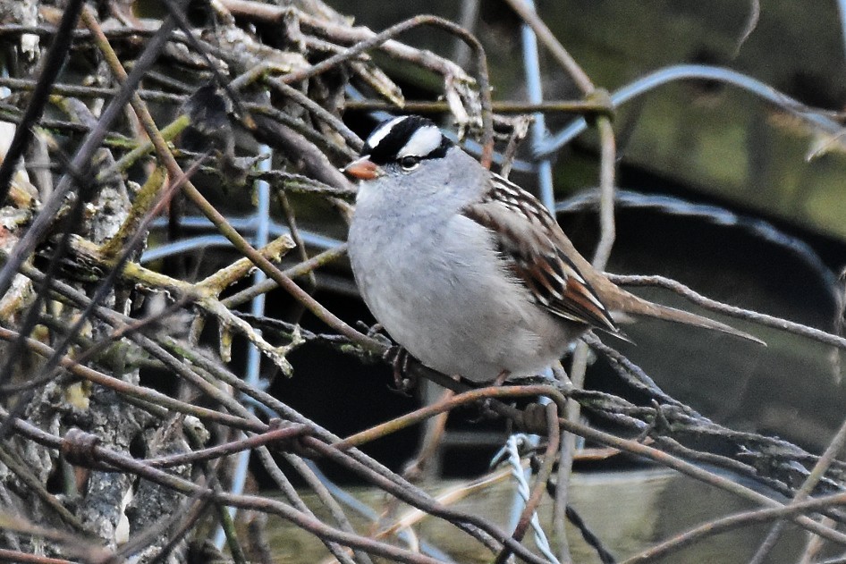 Dachsammer - ML646530196