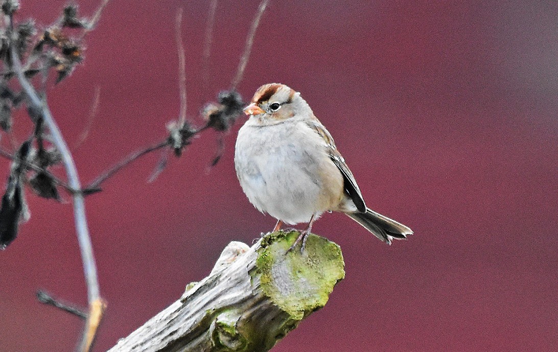 Dachsammer - ML646530197