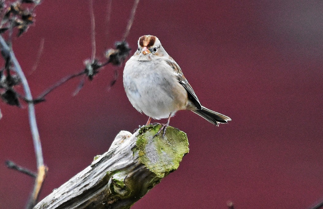 Dachsammer - ML646530198