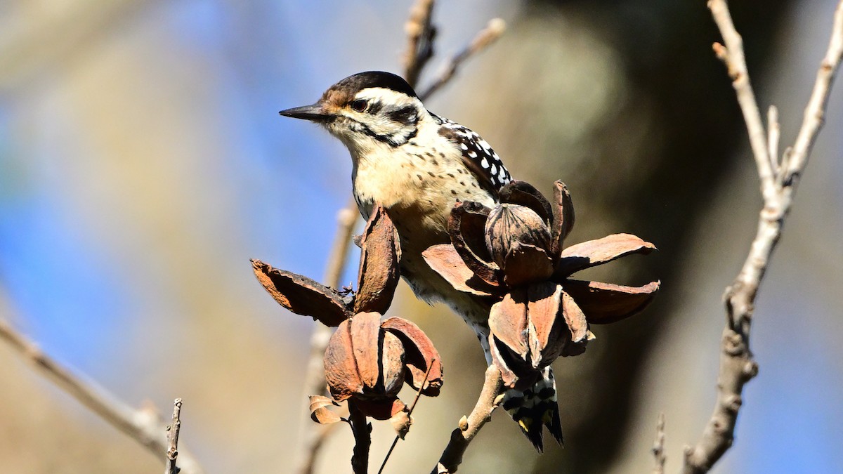 Ladder-backed Woodpecker - ML646530203