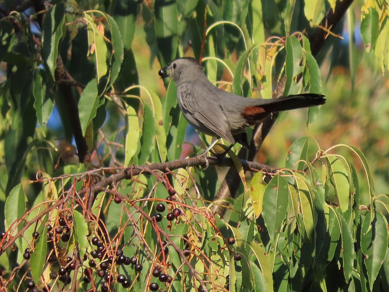 Gray Catbird - ML646530204