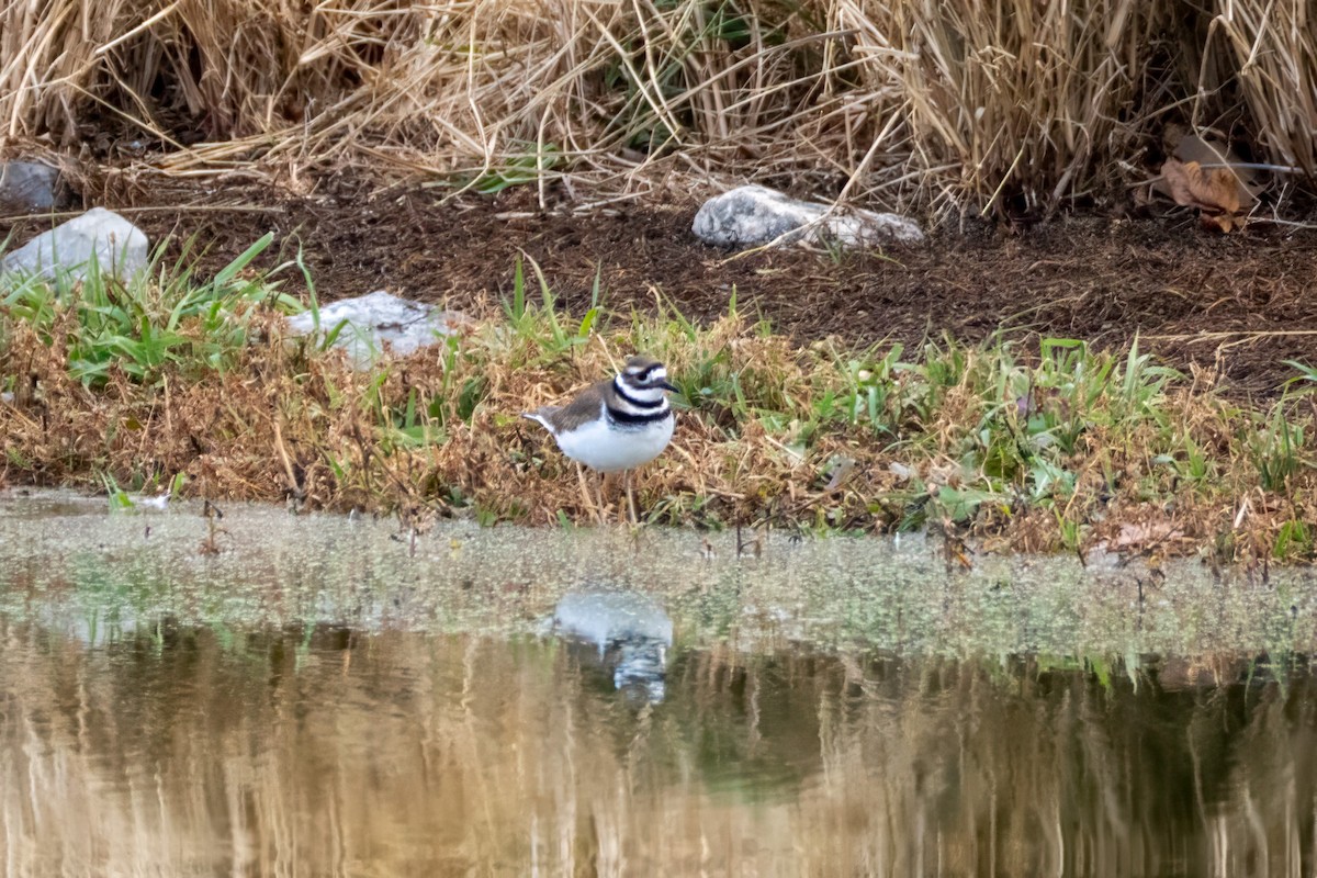 Killdeer - ML646530205