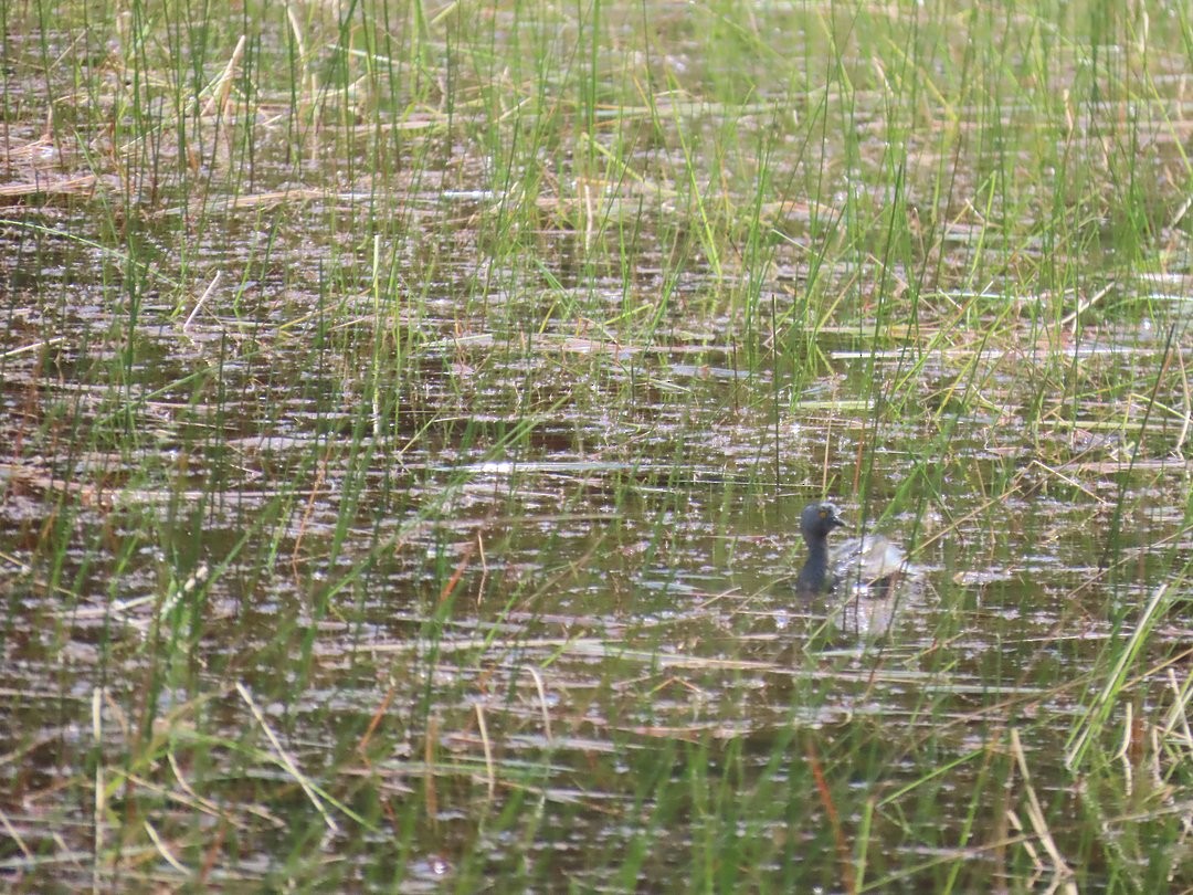 Least Grebe - ML646530206