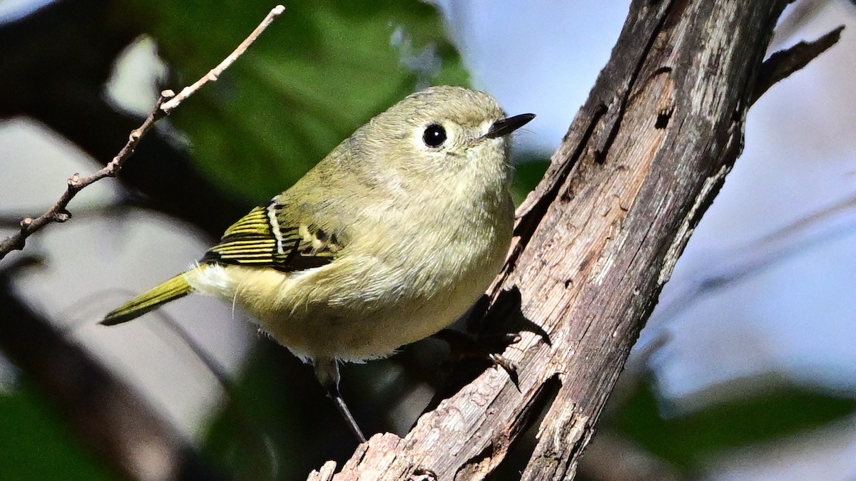 Ruby-crowned Kinglet - ML646530209