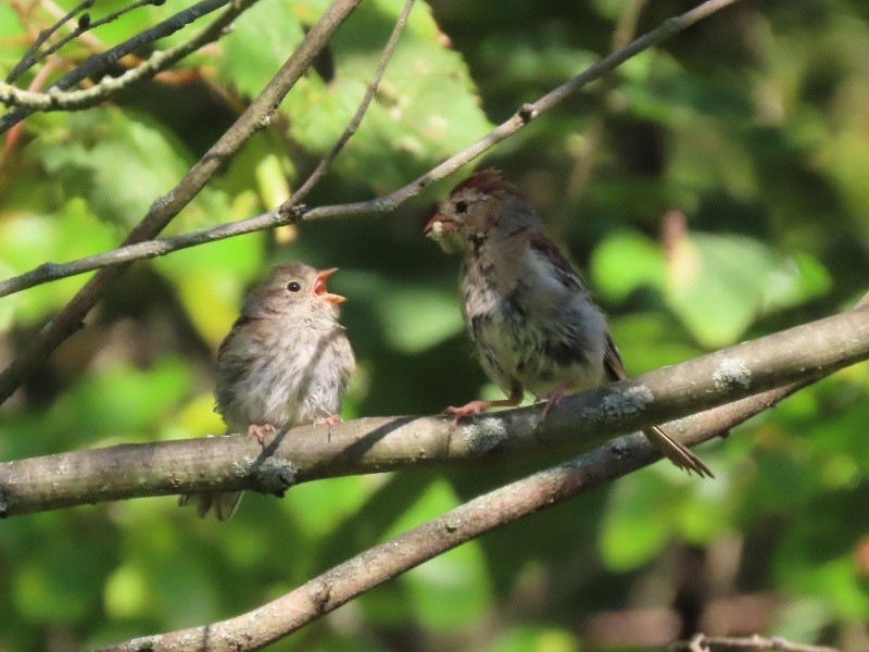 Field Sparrow - ML646530212