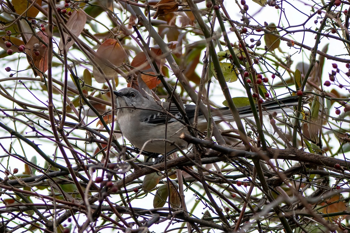 Northern Mockingbird - ML646530218