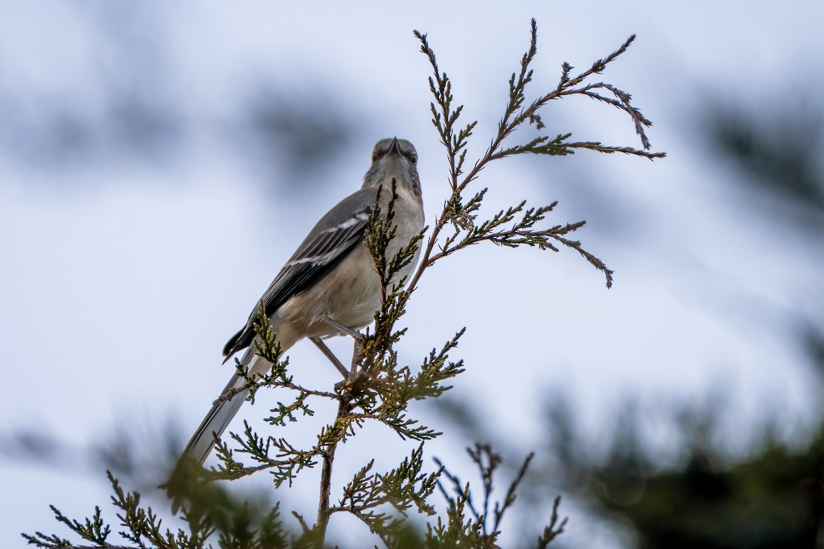 Northern Mockingbird - ML646530219