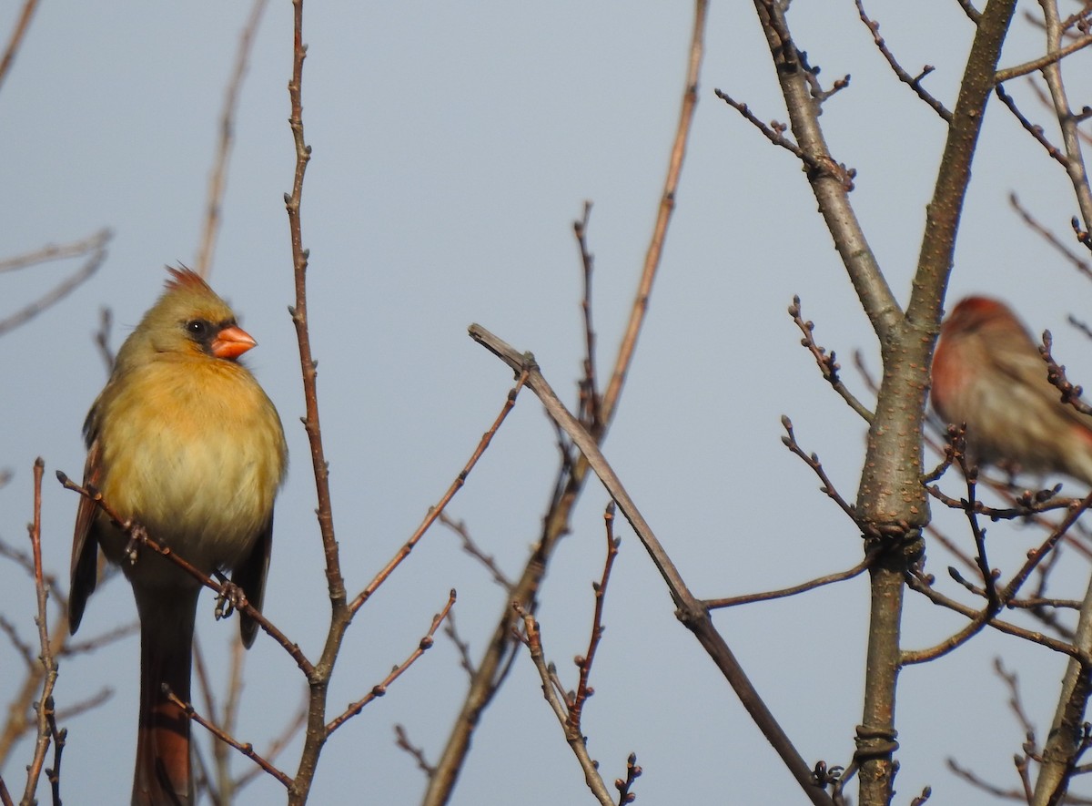 Northern Cardinal - ML646530220