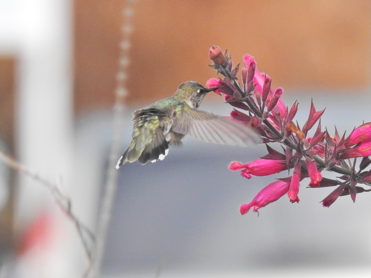 Black-chinned Hummingbird - ML646530221