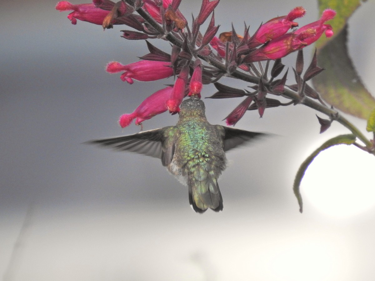 Black-chinned Hummingbird - ML646530222