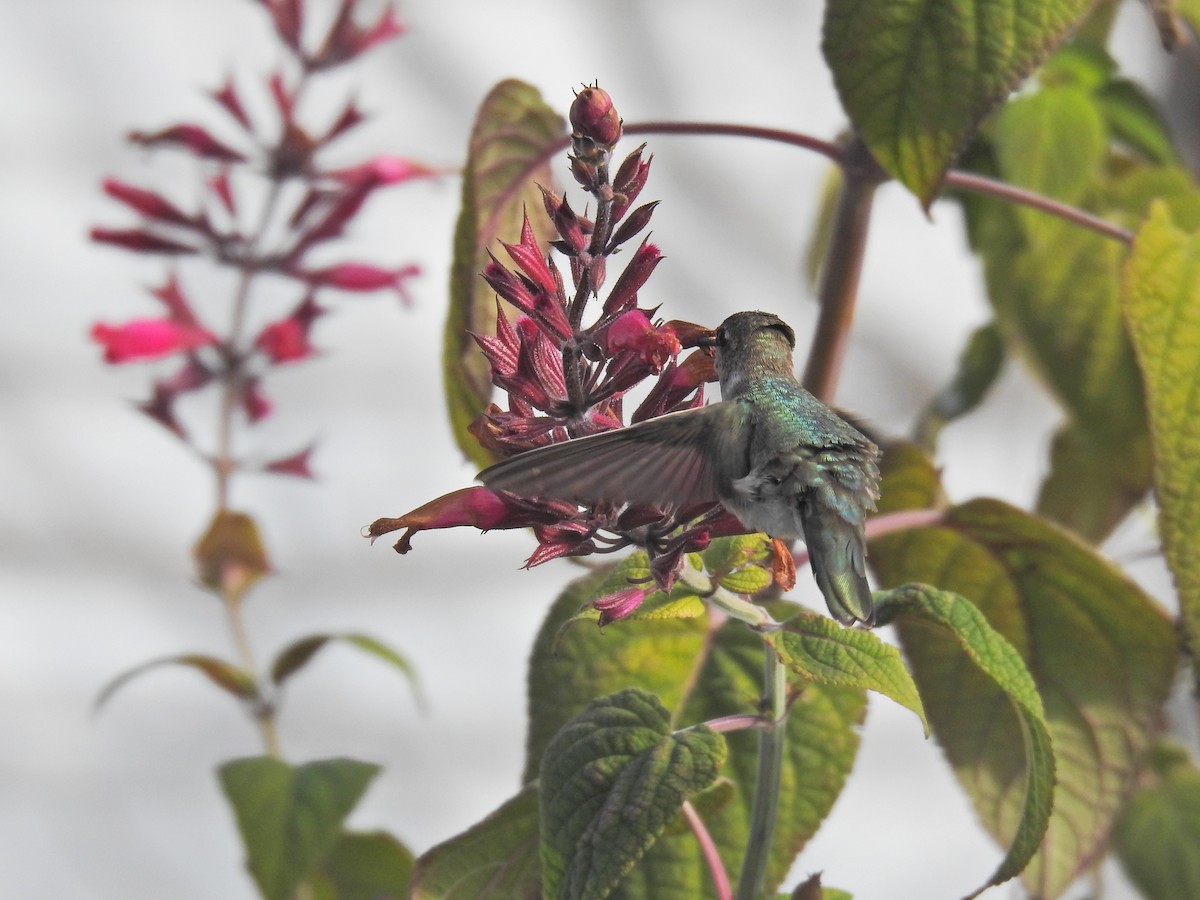 Black-chinned Hummingbird - ML646530223