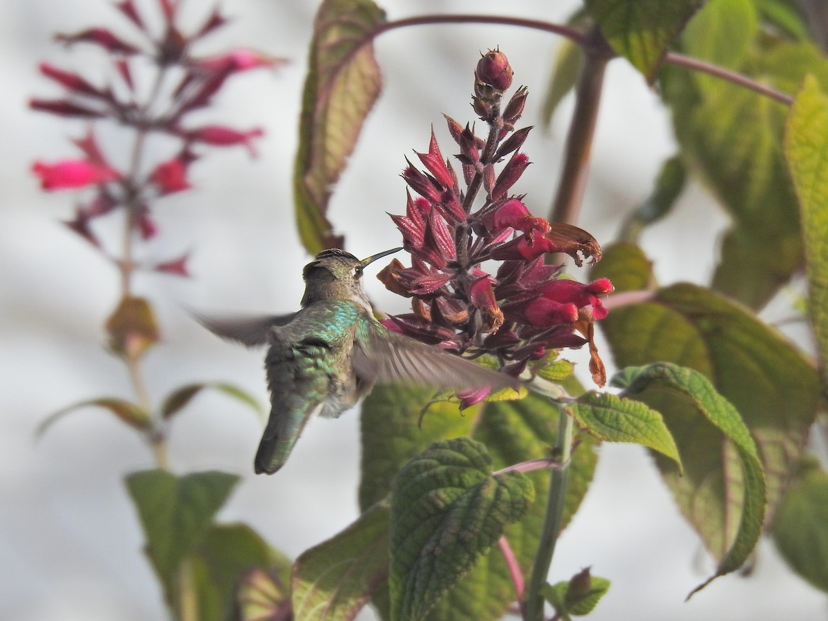 Black-chinned Hummingbird - ML646530224