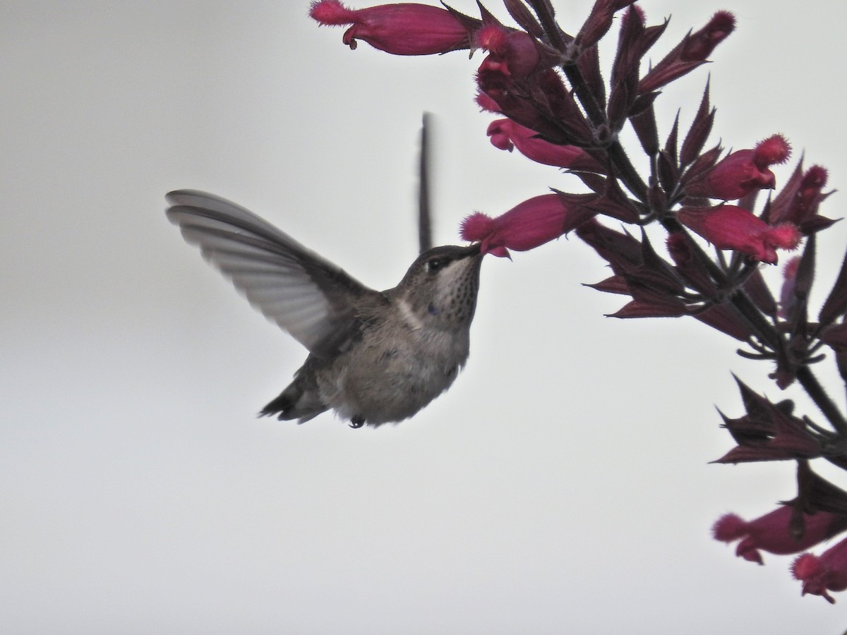 Black-chinned Hummingbird - ML646530225