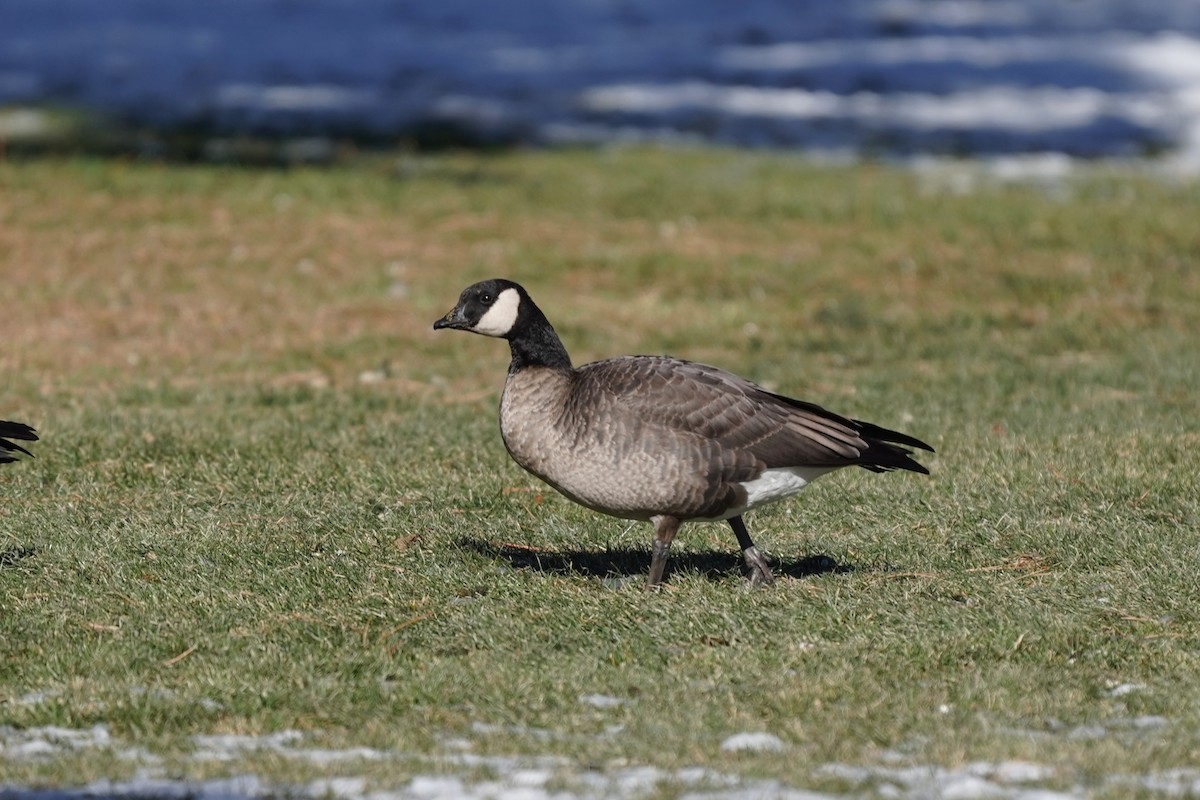 Cackling Goose - ML646530229