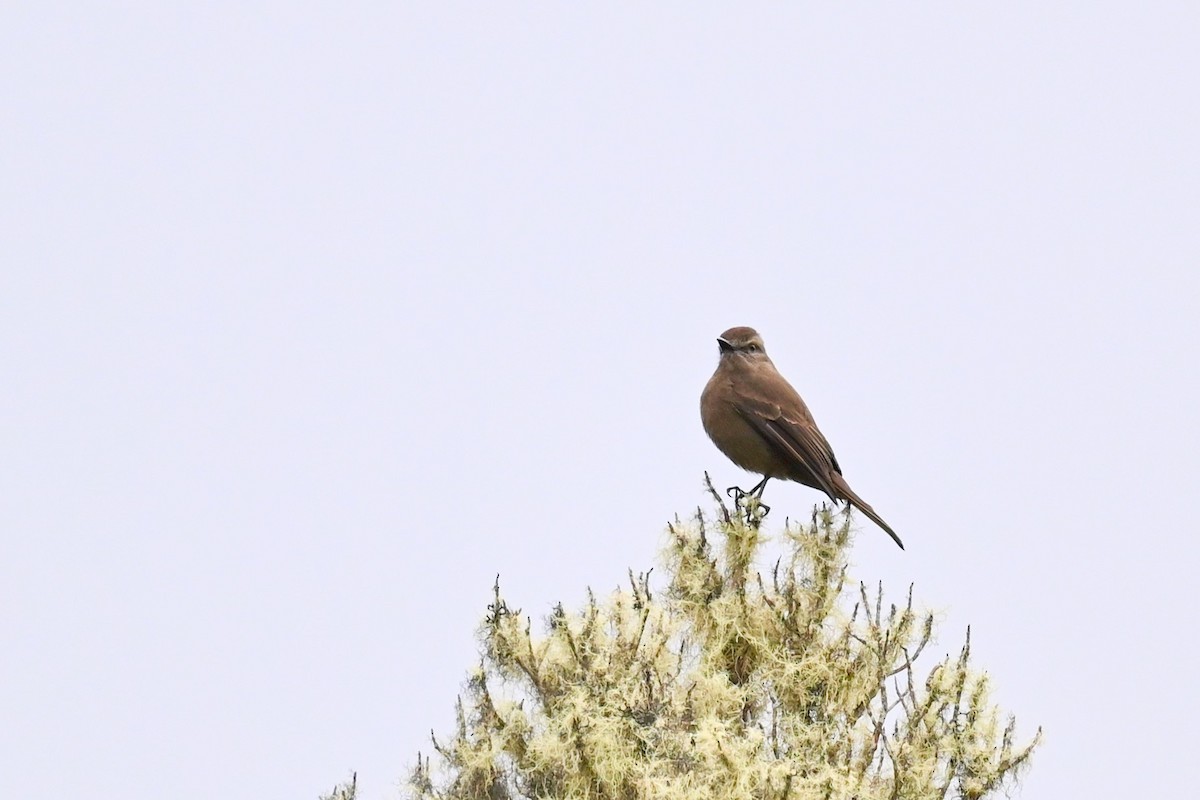 Smoky Bush-Tyrant - ML646530233