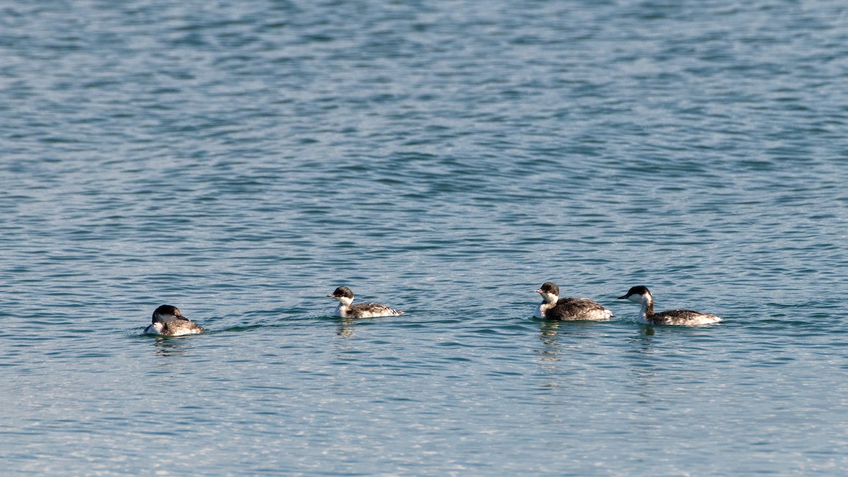 角鸊鷉 - ML646530237