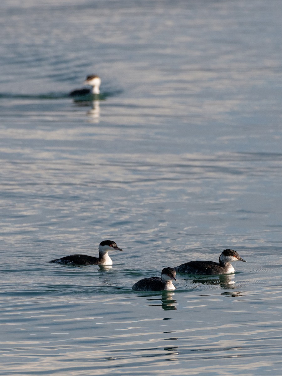 角鸊鷉 - ML646530238